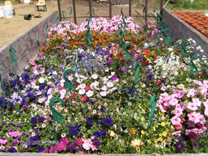 Hanging Baskets in Wagon