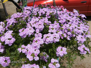 Hanging Pot - Petunia